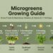 microgreens growing guide